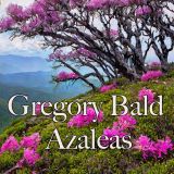 Gregory Bald Native Azaleas